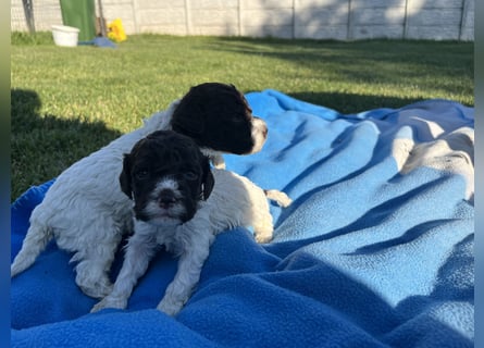 Lagotto Romagnolo – Welpen höchster Qualität aus der FCI-zertifizierten Zuchtstätte „King of the Tru