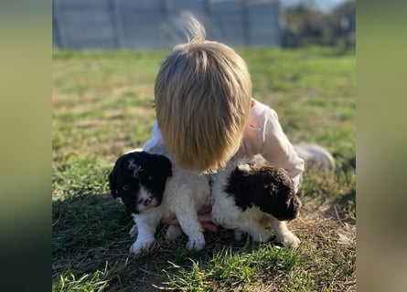 Lagotto Romagnolo – Hochwertige Welpen aus der registrierten Zuchtstätte King of the Truffles