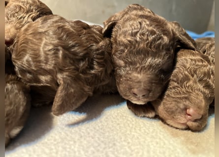 Lagotto Romagnolo – Welpen höchster Qualität aus der FCI-zertifizierten Zuchtstätte „King of the Tru