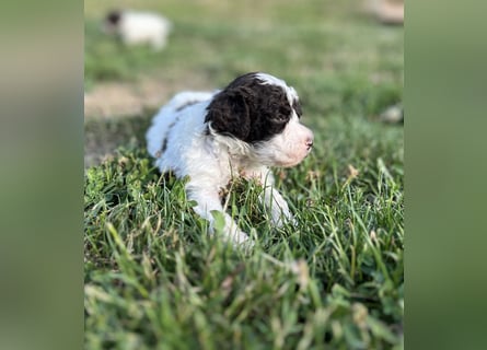 Lagotto Romagnolo – Welpen höchster Qualität aus der FCI-zertifizierten Zuchtstätte „King of the Tru