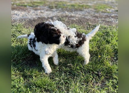Lagotto Romagnolo – Hochwertige Welpen aus der registrierten Zuchtstätte King of the Truffles