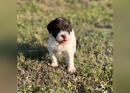 Lagotto Romagnolo – Welpen höchster Qualität aus der FCI-zertifizierten Zuchtstätte „King of the Tru