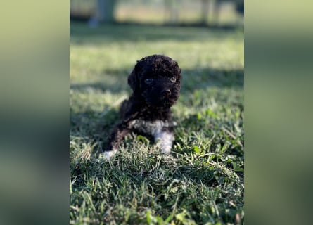 Lagotto Romagnolo – Welpen höchster Qualität aus der FCI-zertifizierten Zuchtstätte „King of the Tru