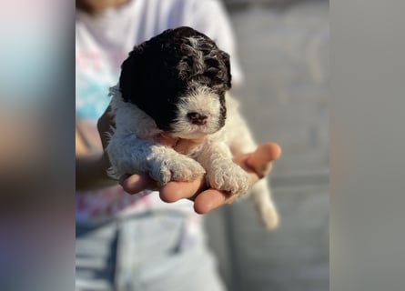 Lagotto Romagnolo – Hochwertige Welpen aus der registrierten Zuchtstätte King of the Truffles
