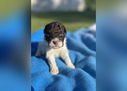 Lagotto Romagnolo – Welpen höchster Qualität aus der FCI-zertifizierten Zuchtstätte „King of the Tru