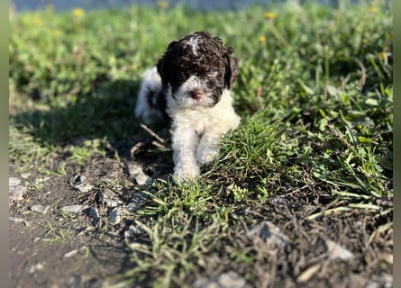 Lagotto Romagnolo – Hochwertige Welpen aus der registrierten Zuchtstätte King of the Truffles