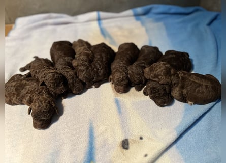 Lagotto Romagnolo – Welpen höchster Qualität aus der FCI-zertifizierten Zuchtstätte „King of the Tru