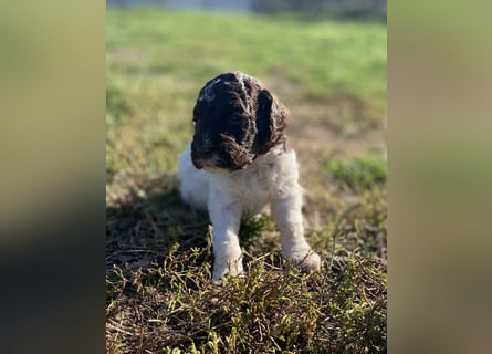 Lagotto Romagnolo – Hochwertige Welpen aus der registrierten Zuchtstätte King of the Truffles