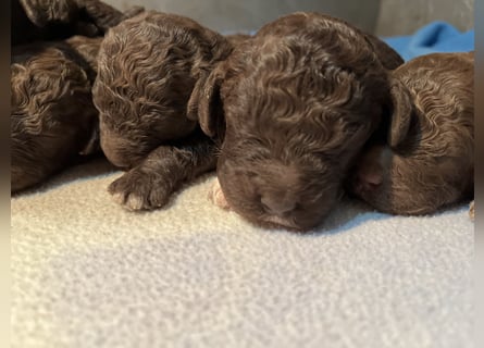 Lagotto Romagnolo – Welpen höchster Qualität aus der FCI-zertifizierten Zuchtstätte „King of the Tru