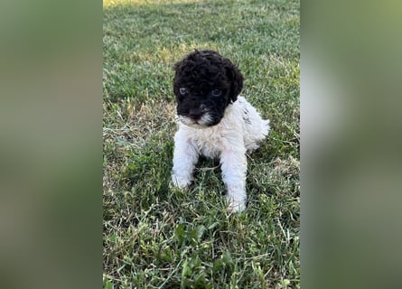Lagotto Romagnolo – Welpen höchster Qualität aus der FCI-zertifizierten Zuchtstätte „King of the Tru