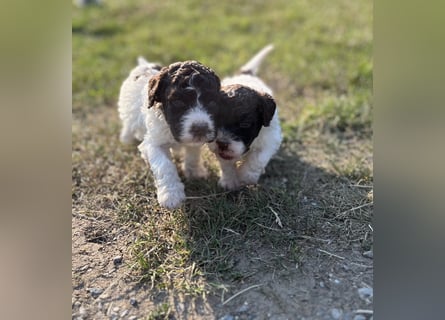 Lagotto Romagnolo – Welpen höchster Qualität aus der FCI-zertifizierten Zuchtstätte „King of the Tru