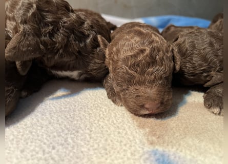 Lagotto Romagnolo – Welpen höchster Qualität aus der FCI-zertifizierten Zuchtstätte „King of the Tru