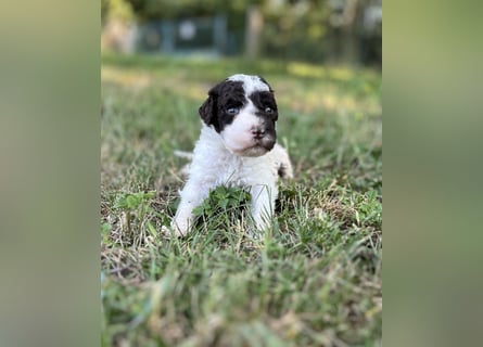 Lagotto Romagnolo – Welpen höchster Qualität aus der FCI-zertifizierten Zuchtstätte „King of the Tru