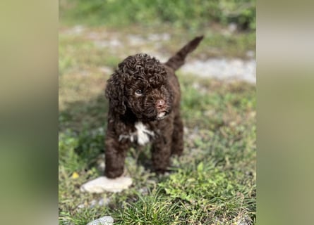 Lagotto Romagnolo – Hochwertige Welpen aus der registrierten Zuchtstätte King of the Truffles