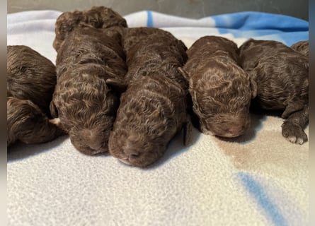Lagotto Romagnolo – Welpen höchster Qualität aus der FCI-zertifizierten Zuchtstätte „King of the Tru