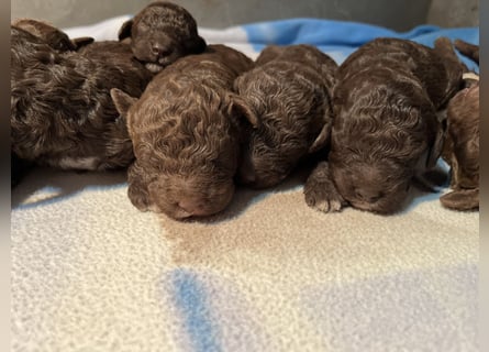 Lagotto Romagnolo – Welpen höchster Qualität aus der FCI-zertifizierten Zuchtstätte „King of the Tru