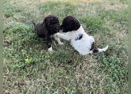 Lagotto Romagnolo – Welpen höchster Qualität aus der FCI-zertifizierten Zuchtstätte „King of the Tru