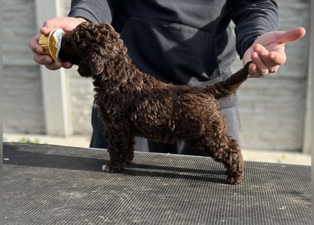 Lagotto Romagnolo – Hochwertige Welpen aus der registrierten Zuchtstätte King of the Truffles