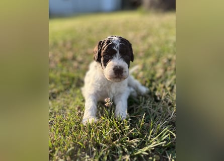 Lagotto Romagnolo – Welpen höchster Qualität aus der FCI-zertifizierten Zuchtstätte „King of the Tru