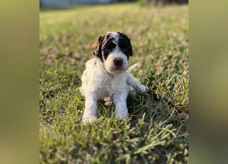 Lagotto Romagnolo – Welpen höchster Qualität aus der FCI-zertifizierten Zuchtstätte „King of the Tru
