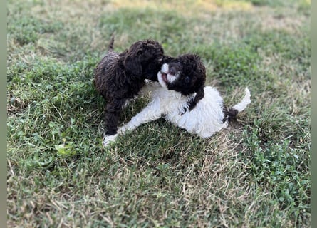 Lagotto Romagnolo – Welpen höchster Qualität aus der FCI-zertifizierten Zuchtstätte „King of the Tru