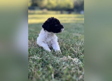 Lagotto Romagnolo – Welpen höchster Qualität aus der FCI-zertifizierten Zuchtstätte „King of the Tru