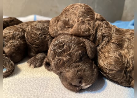 Lagotto Romagnolo – Welpen höchster Qualität aus der FCI-zertifizierten Zuchtstätte „King of the Tru