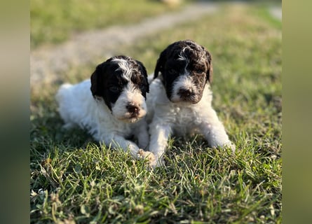 Lagotto Romagnolo – Welpen höchster Qualität aus der FCI-zertifizierten Zuchtstätte „King of the Tru