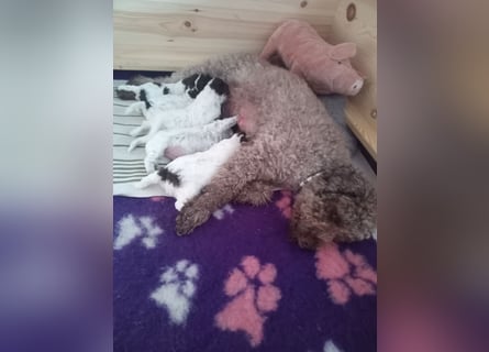 Lagotto Romagnolo Welpen
