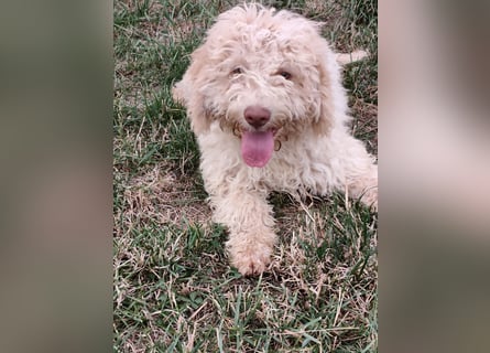 Welpen Lagotto Romagnolo