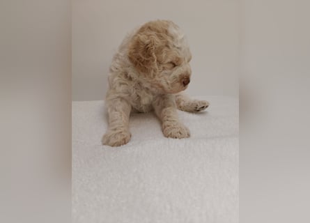 Welpen Lagotto Romangolo