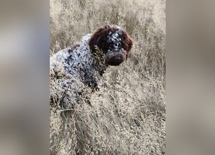 Welpen Lagotto Romagnolo