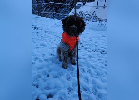 Lagotto Romagnolo
