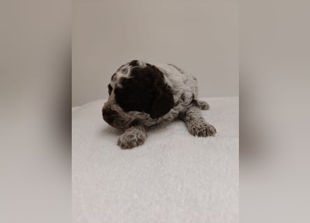 Welpen Lagotto Romangolo