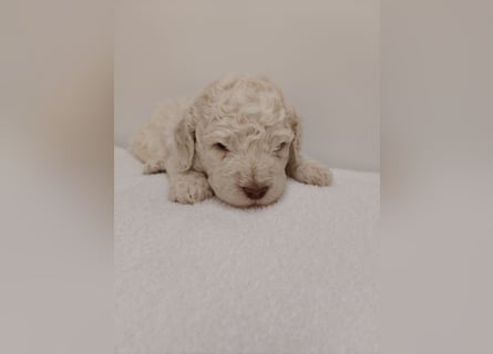 Welpen Lagotto Romangolo