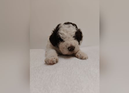 Welpen Lagotto Romangolo