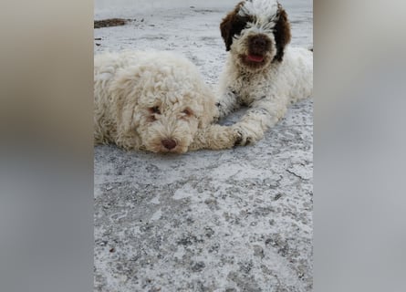 Welpen Lagotto Romagnolo