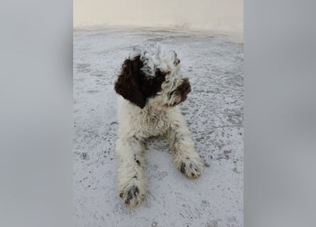 Welpen Lagotto Romagnolo