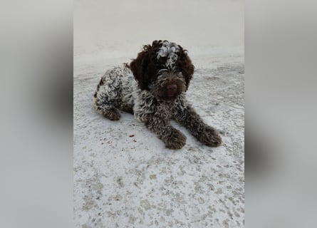 Welpen Lagotto Romagnolo