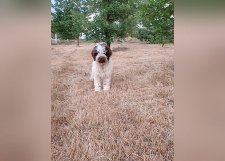 Welpen Lagotto Romagnolo