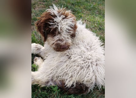 Welpen Lagotto Romagnolo mit Papieren
