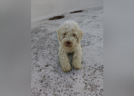 Welpen Lagotto Romagnolo