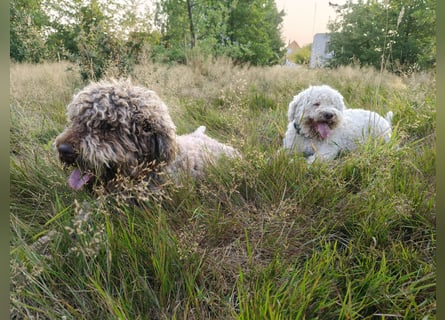 Welpen Lagotto Romagnolo