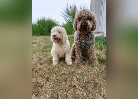 Welpen Lagotto Romagnolo