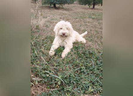 Welpen Lagotto Romagnolo mit Papieren