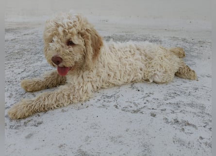 Welpen Lagotto Romagnolo