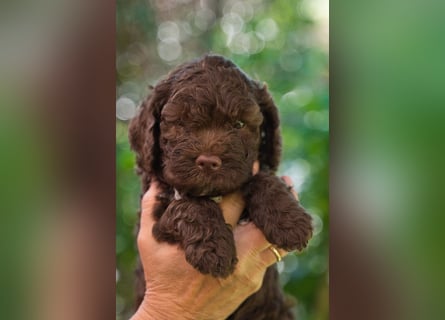 Lagotto Romagnolo
