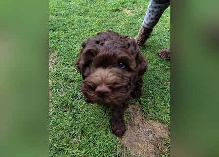 Lagotto Romagnolo
