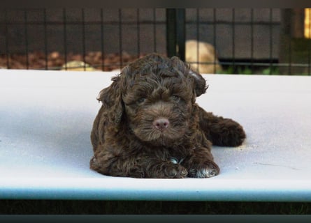 Lagotto Romagnolo