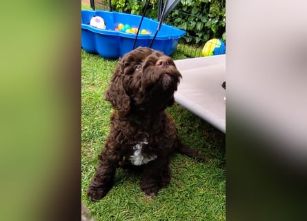 Lagotto Romagnolo